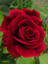 Rosa Mister Lincoln Plant or Hybrid Tea Rose with Green coloured leaves and Dark Red coloured flower 