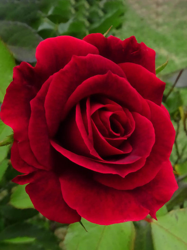 Rosa Mister Lincoln Plant or Hybrid Tea Rose with Green coloured leaves and Dark Red coloured flower 