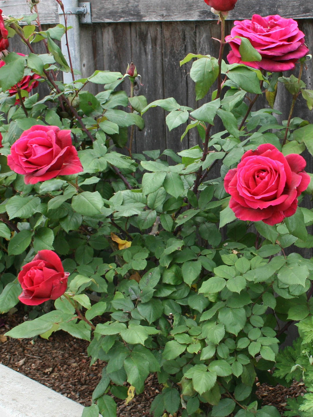 Rosa Mister Lincoln 