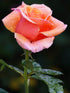 Rosa Nancy Reagan Plant or Hybrid Tea Rose with Green coloured leaves and Morph to Orange coloured flower 