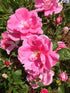 Rosa Pink Sweet Vigorosa Plant or Rosa with Green coloured leaves and Pink coloured flower 