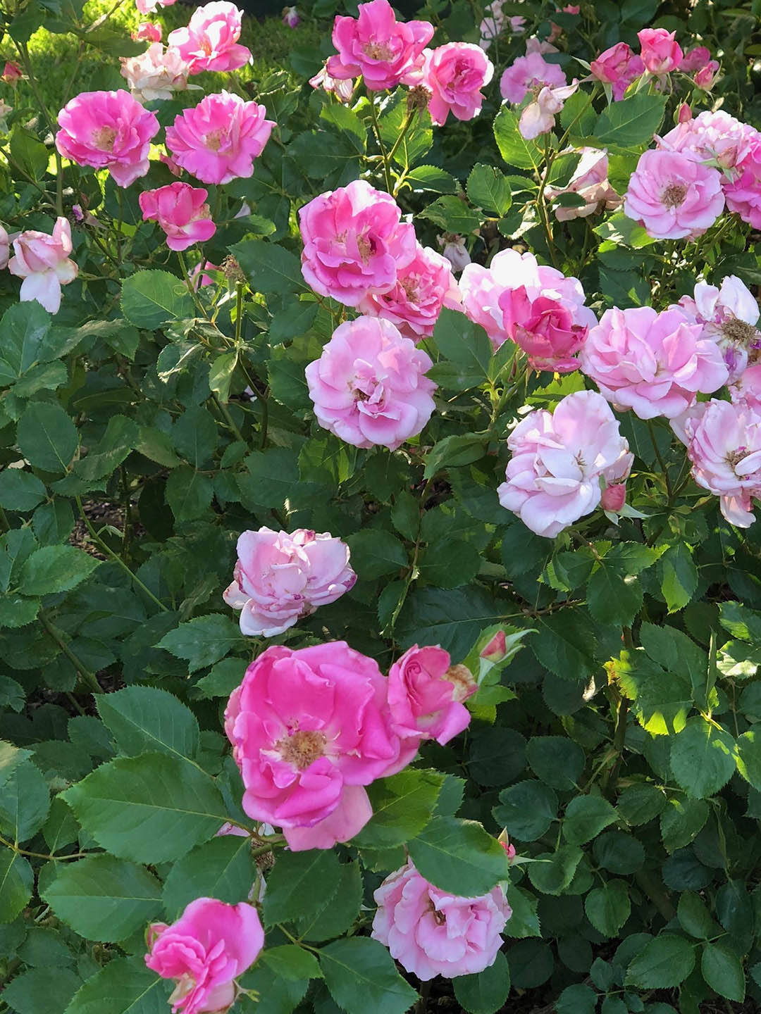 Rosa Pink Sweet Vigorosa