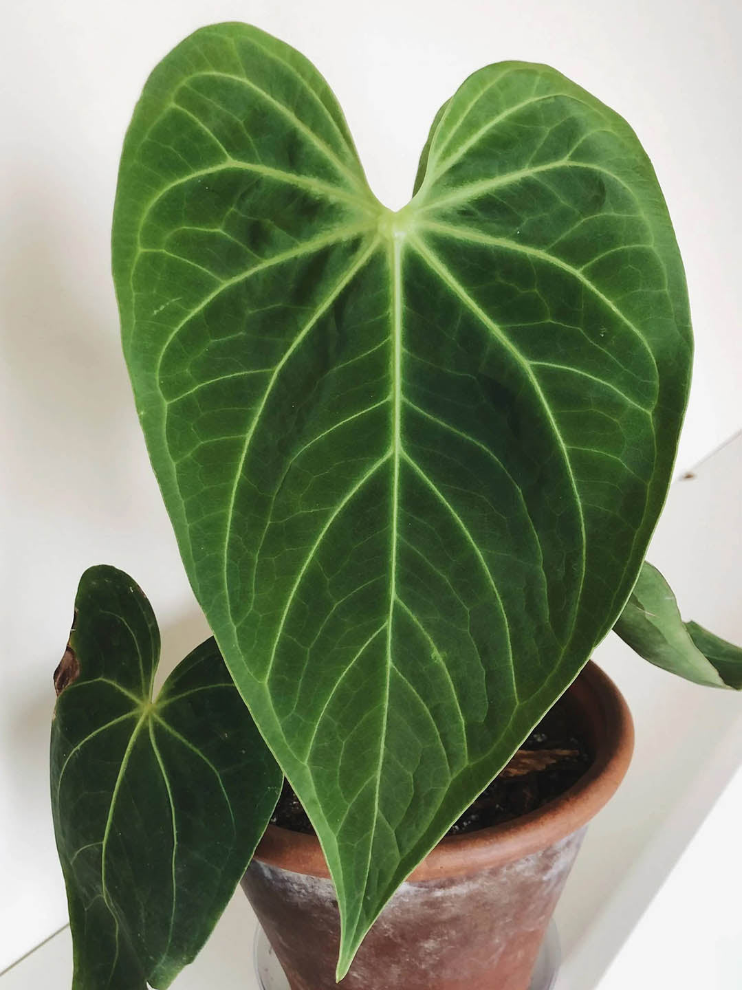 Anthurium Papillilaminum Plant or Anthurium Papillilaminum with Green coloured leaves