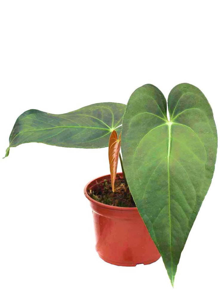 Anthurium Papillilaminum