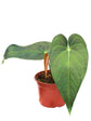 Anthurium Papillilaminum