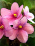 Saintpaulia First Kiss Blush Plant or African Violets with Green coloured leaves and Pink and Yellow Core coloured flower 