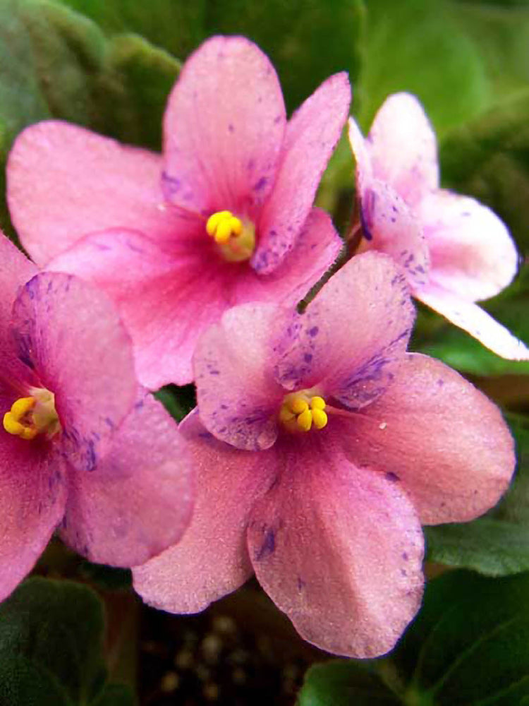 Saintpaulia First Kiss Blush Plant or African Violets with Green coloured leaves and Pink and Yellow Core coloured flower 