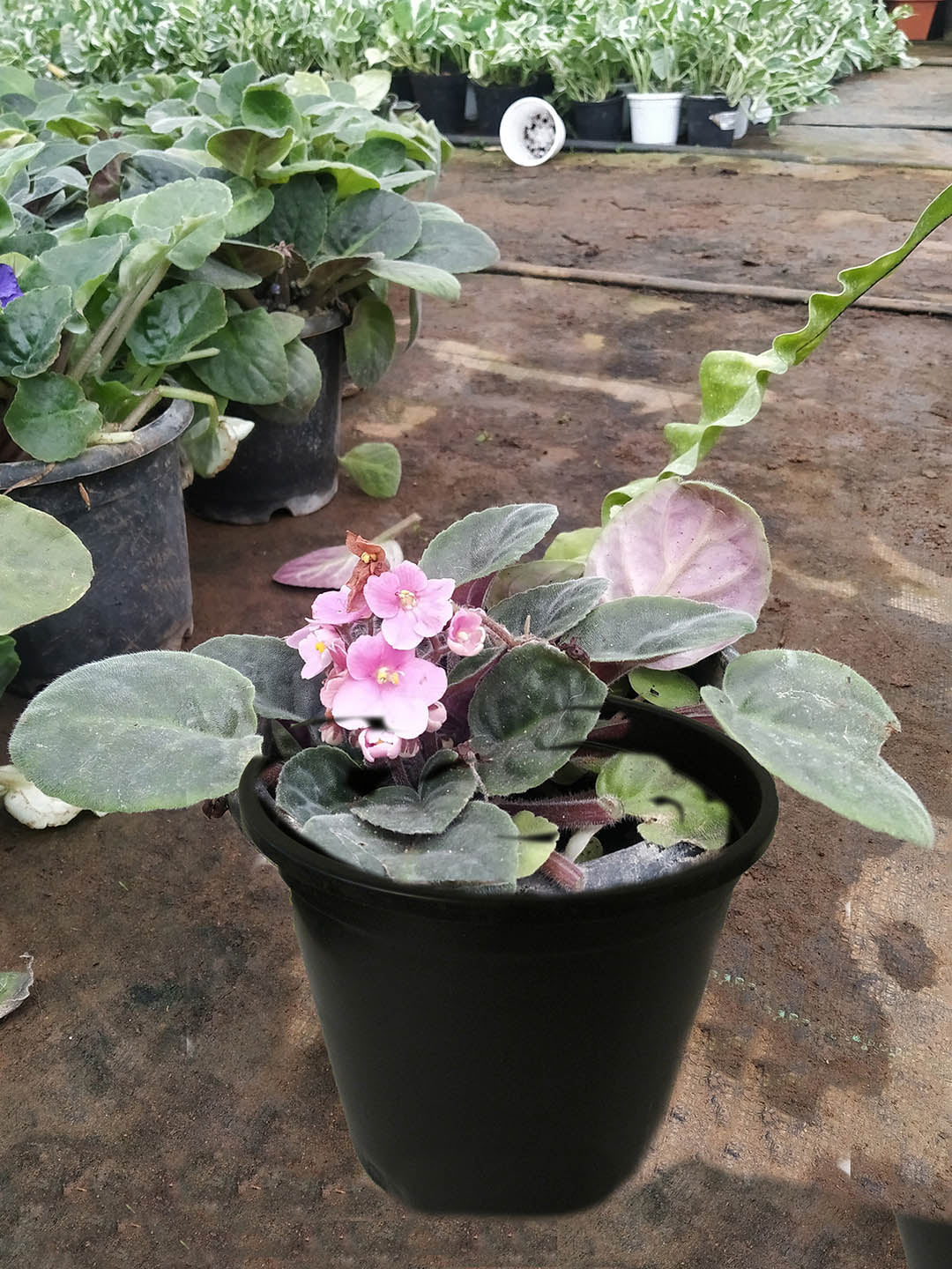 Saintpaulia First Kiss Blush 