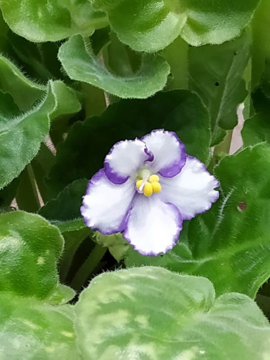 Saintpaulia Lonestar Twilight Plant or African Violets with Green coloured leaves and Yellow Core with White Base with Purple Border coloured flower 