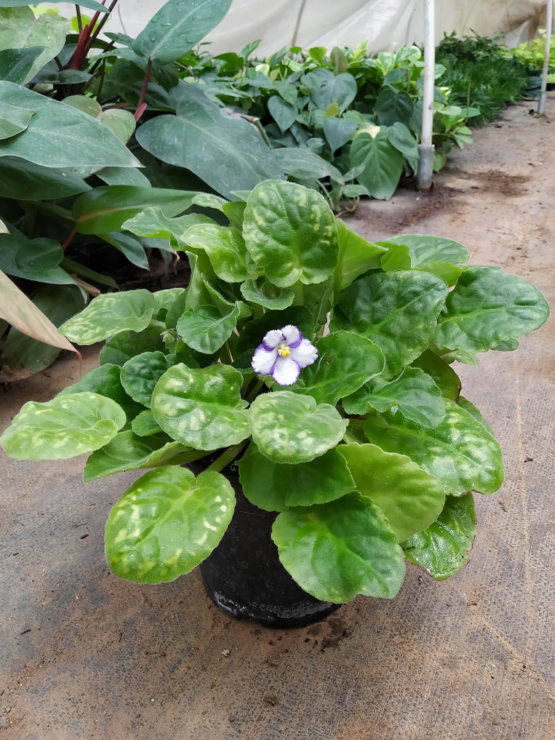 Saintpaulia Lonestar Twilight