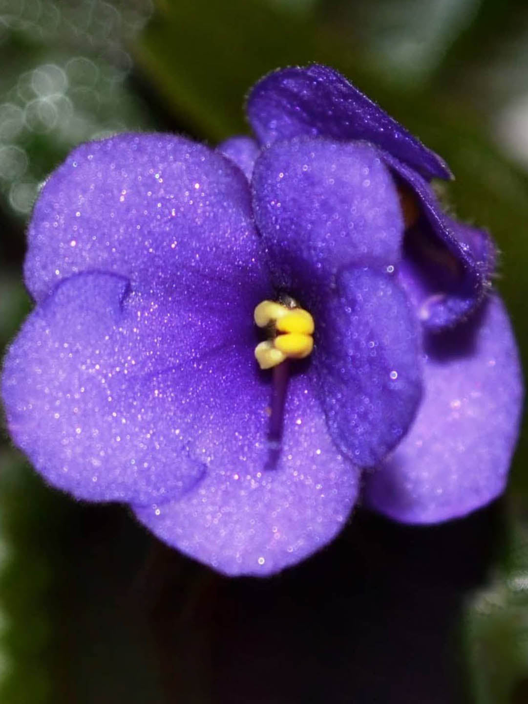 Saintpaulia Myakka Trails Plant or African Violets with Green coloured leaves and Dark Blue with Yellow Core coloured flower 