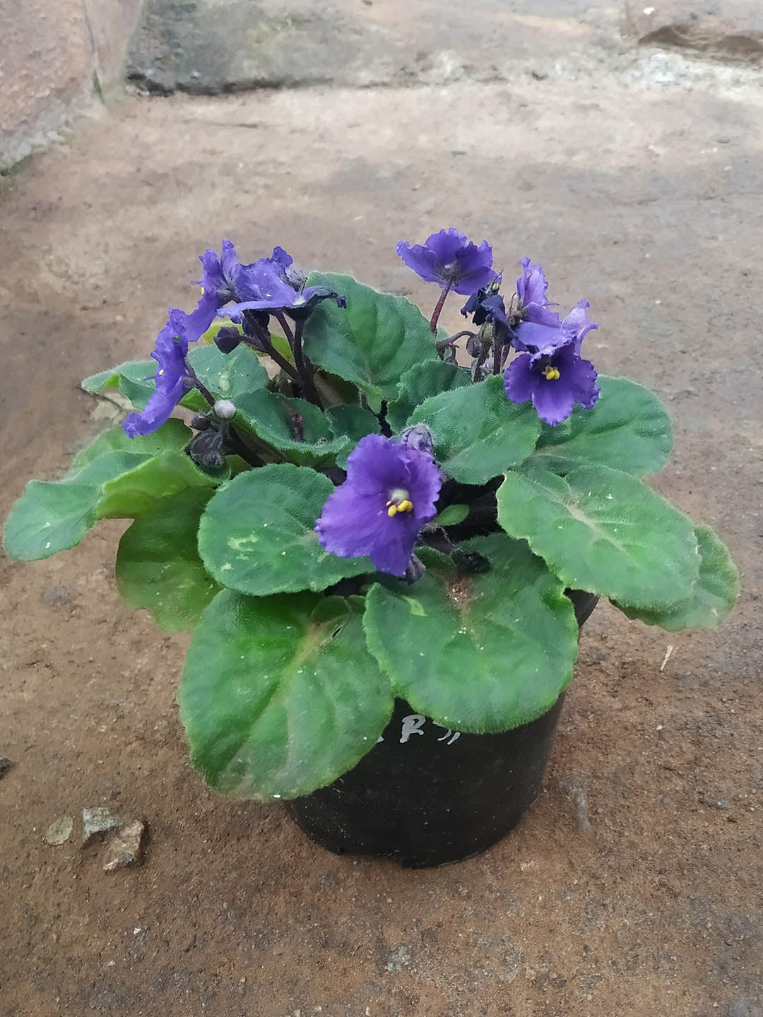 Saintpaulia Myakka Trails