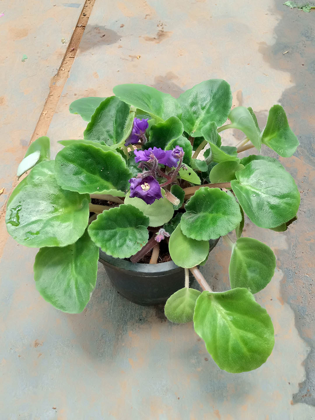 Saintpaulia Myakka Trails