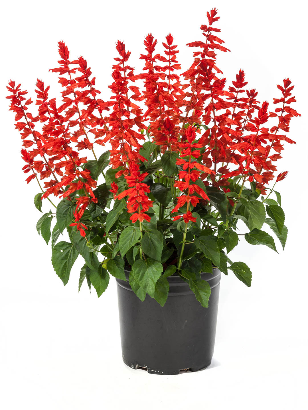 Salvia Splendens Plant or Scarlet Sage with Green coloured leaves and Red coloured flower 