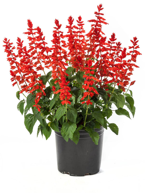 Salvia Splendens Plant or Scarlet Sage with Green coloured leaves and Red coloured flower 