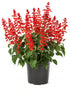 Salvia Splendens Plant or Scarlet Sage with Green coloured leaves and Red coloured flower 