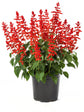 Salvia Splendens Plant or Scarlet Sage with Green coloured leaves and Red coloured flower 