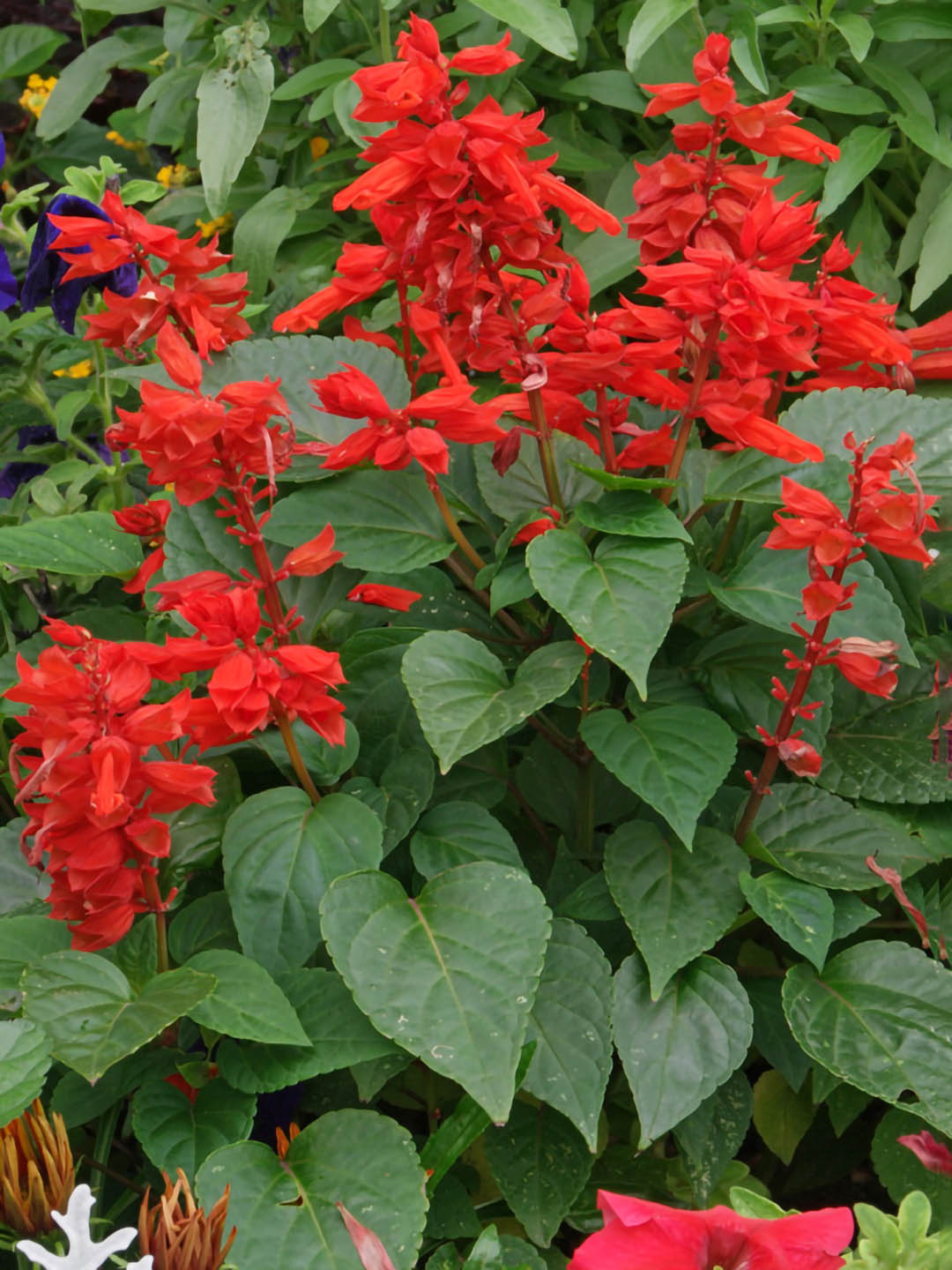 Salvia Splendens