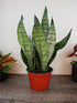 Sansevieria Trifasciata Futura Robusta Plant or Dracena Superba Green with Frost , Silvery and Dark Green Stripes coloured leaves