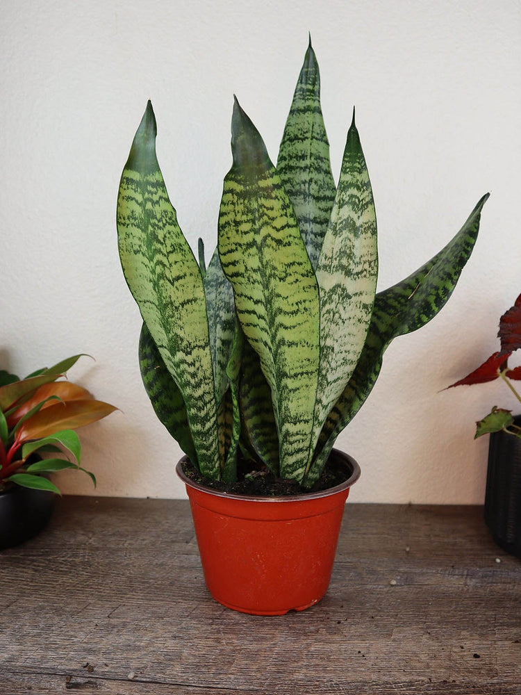 Sansevieria Trifasciata Futura Robusta Plant or Dracena Superba Green with Frost , Silvery and Dark Green Stripes coloured leaves