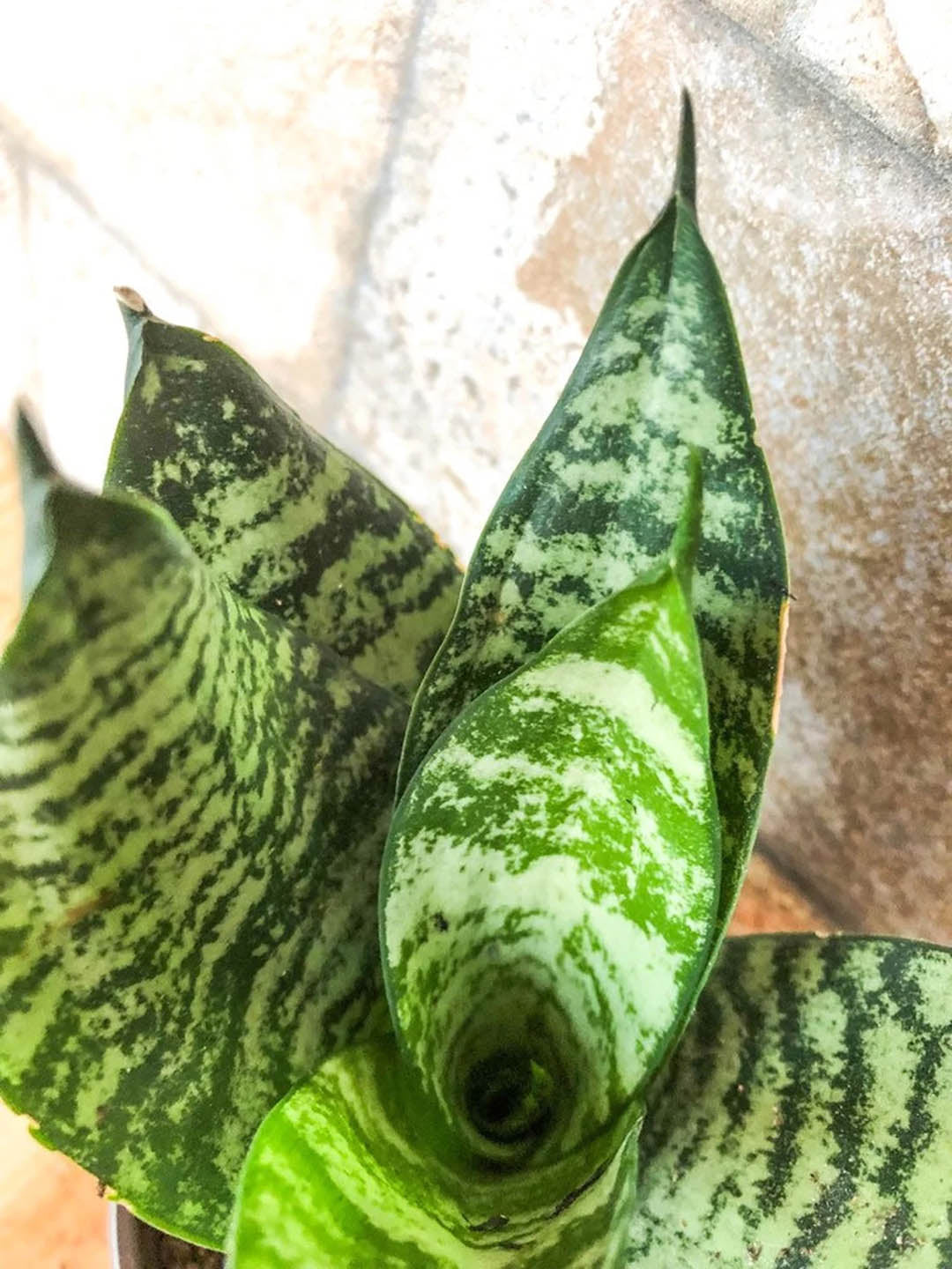 sansevieria trifasciata futura robusta Futura Robusta Snake Plant – Potclay