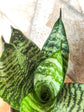 Sansevieria Trifasciata Futura Robusta 