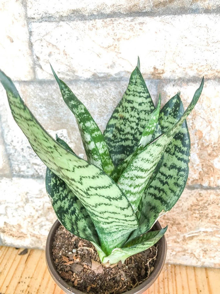 futura robusta snake plant benefits Futura Robusta Snake Plant – Potclay