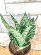 Sansevieria Trifasciata Futura Robusta 