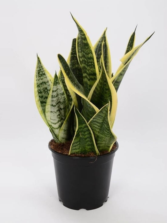 Sansevieria Trifasciata Futura Superba Plant or Snake Plant, Dracena Futura Superba with Green, Yellow coloured leaves