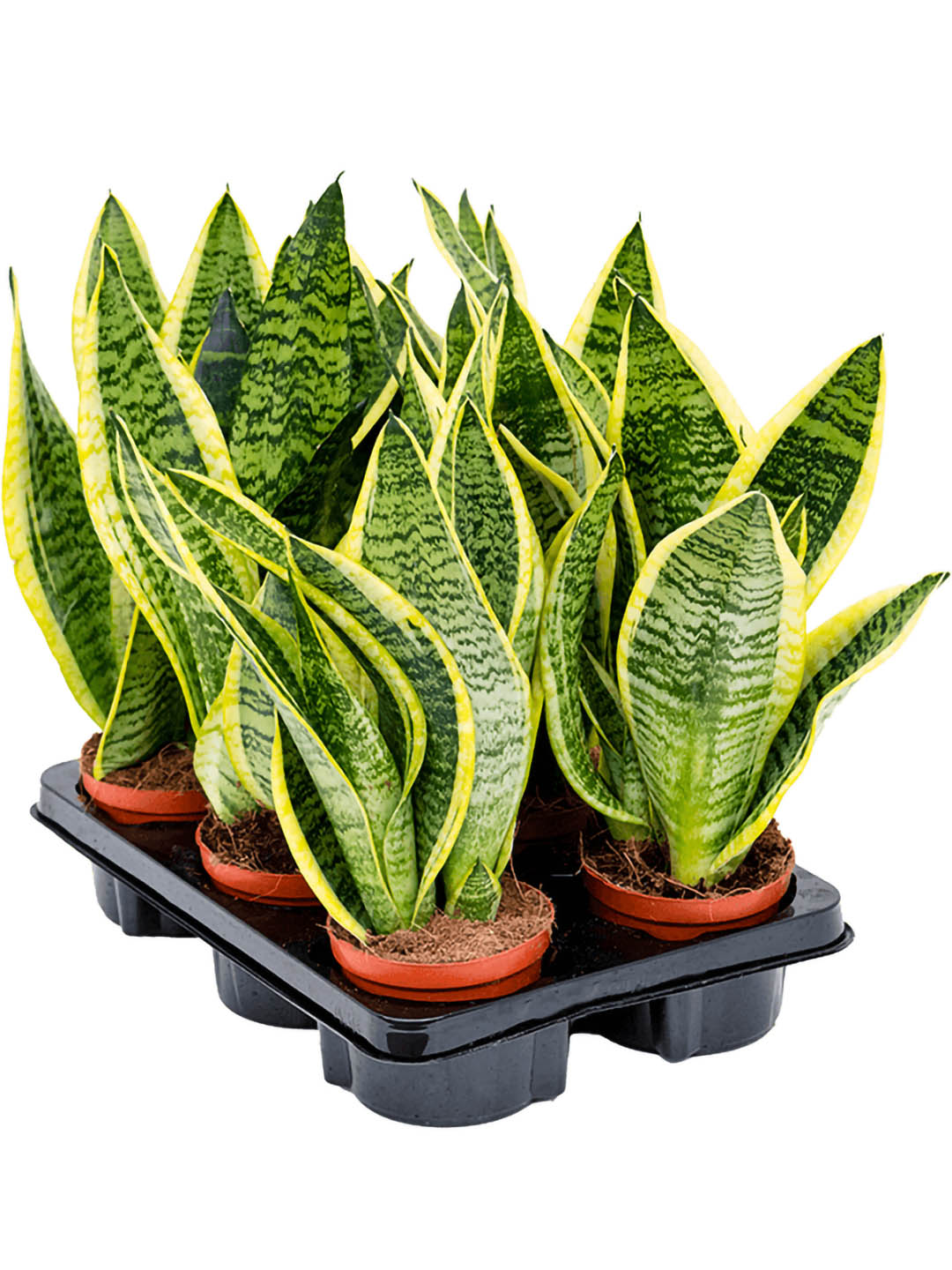 Sansevieria Trifasciata Futura Superba 