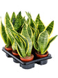 Sansevieria Trifasciata Futura Superba 