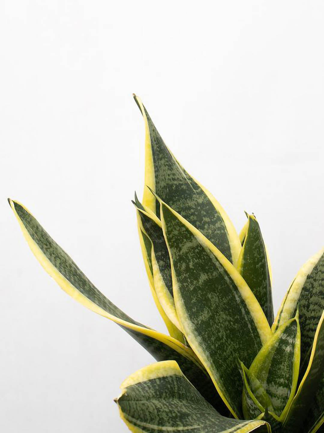 Sansevieria Trifasciata Futura Superba 