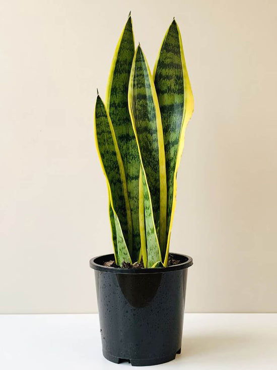 Sansevieria Trifasciata Laurentii Plant or Snake Plant with Green, Yellow coloured leaves