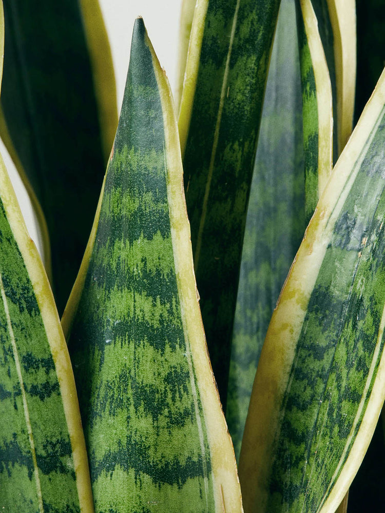 Sansevieria Trifasciata Laurentii