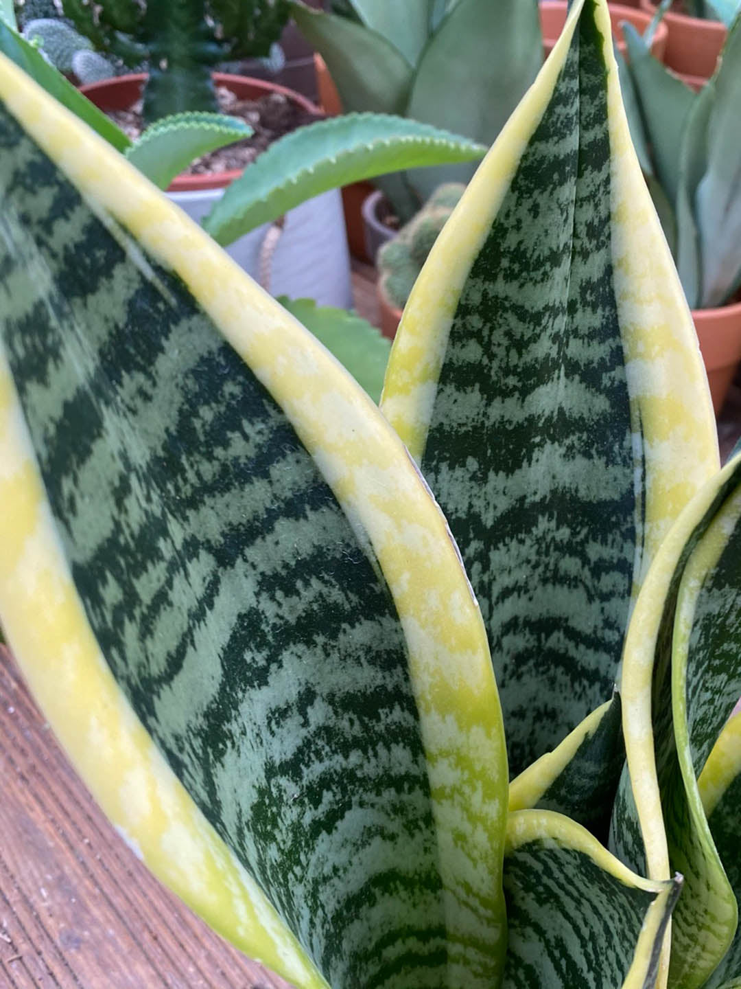 Sansevieria Trifasciata Laurentii