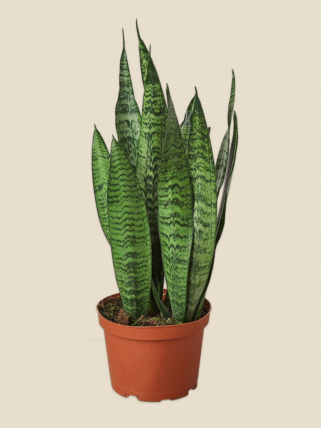 Sansevieria Zeylanica Plant or Dracena Zeylanica with Yellow and Green Stripes coloured leaves