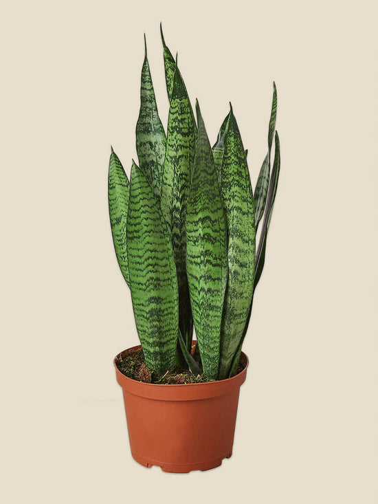 Sansevieria Zeylanica Plant or Dracena Zeylanica with Yellow and Green Stripes coloured leaves