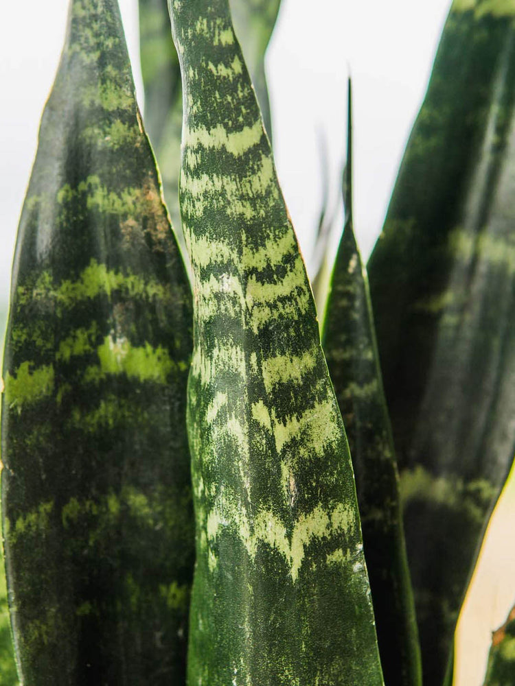 Sansevieria Zeylanica
