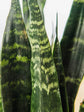 Sansevieria Zeylanica