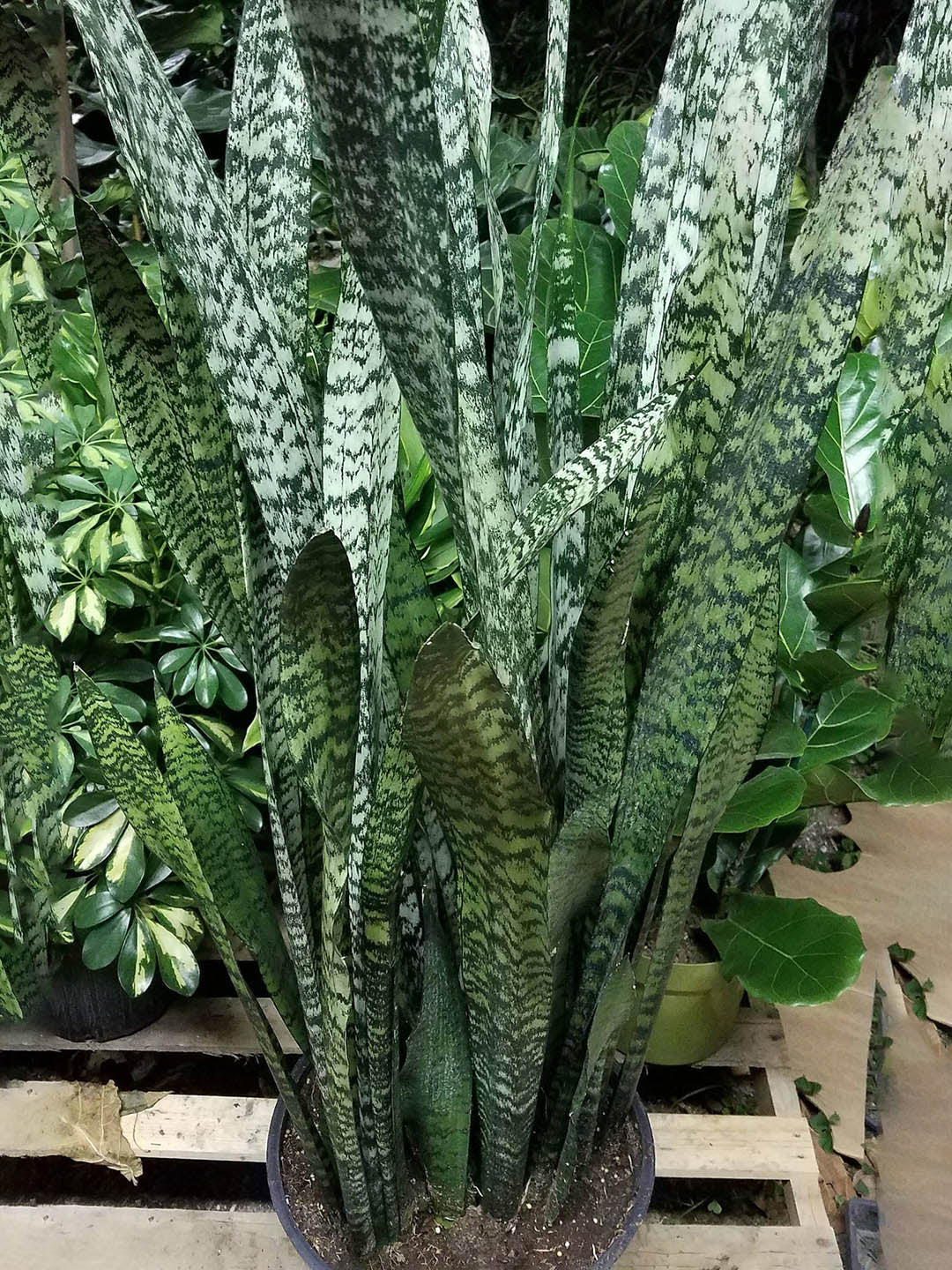 Sansevieria Zeylanica