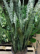 Sansevieria Zeylanica