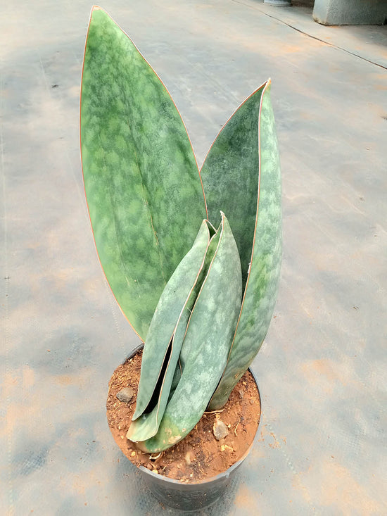 Sansevieria Masoniana Frost Green Plant or Dracena Masoniana,Whale Fin Snake Plant with Frost Green coloured leaves