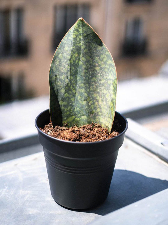 Sansevieria Masoniana Dark Green Plant or Mason’s Congo Sansevieria, Whale Fin Snake Plant with Green coloured leaves