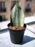 Sansevieria Masoniana Dark Green Plant or Mason’s Congo Sansevieria, Whale Fin Snake Plant with Green coloured leaves