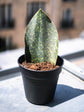 Sansevieria Masoniana Dark Green Plant or Mason’s Congo Sansevieria, Whale Fin Snake Plant with Green coloured leaves