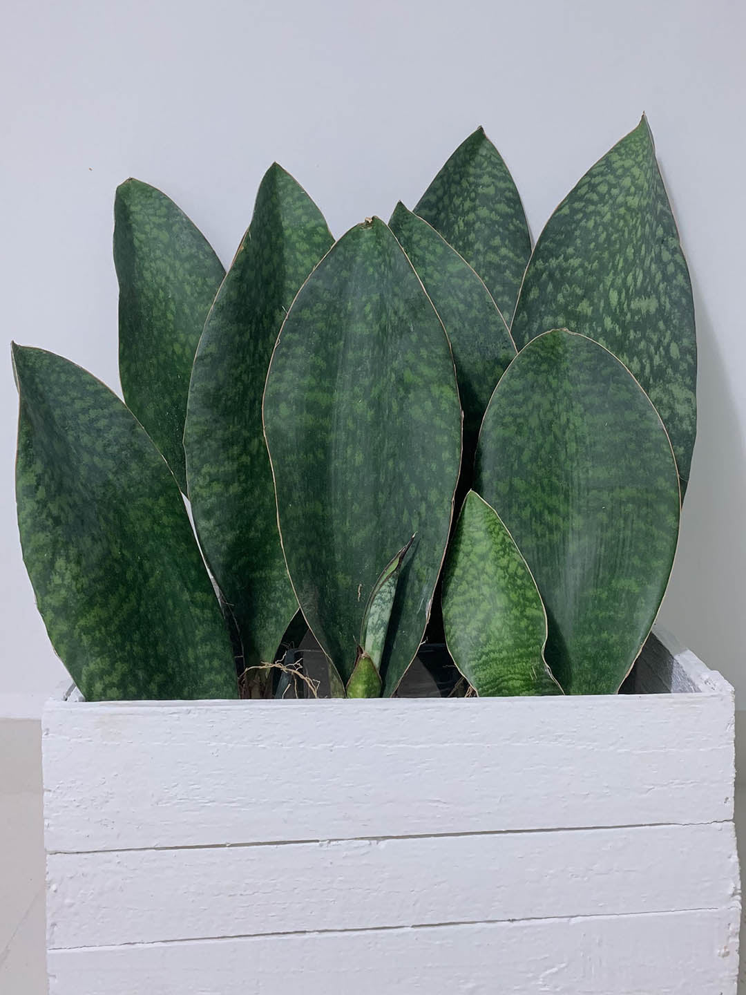 Sansevieria Masoniana Dark Green 