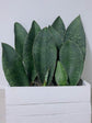 Sansevieria Masoniana Dark Green 