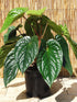 Anthurium Radicans Plant or Anthurium Malyi with Green coloured leaves and Purple with pale maroon spathes coloured flower 