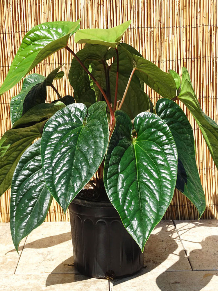 Anthurium Radicans Plant or Anthurium Malyi with Green coloured leaves and Purple with pale maroon spathes coloured flower 