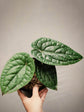 Anthurium Radicans